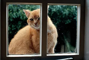 Domestic Cat - looking in window through rain Domestic Cat - looking in window through rain