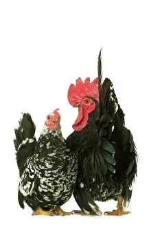 Domestic Chickens - Nagasaki breed Domestic Chickens - Nagasaki breed
