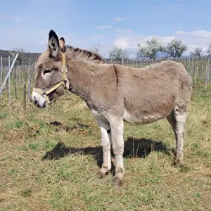 Donkey Side View Print