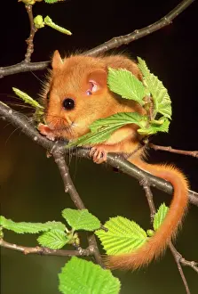 Muscardinus avellanarius Print - A Dormouse on a Branch with Leaves
