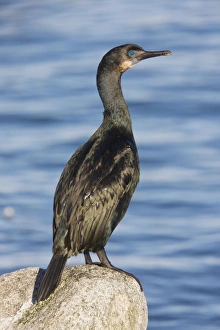 Double-crested Cormorant - perched by the sea Double-crested Cormorant - perched by the sea