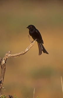 Drongo - Showing forked tail and red eye Drongo - Showing forked tail and red eye