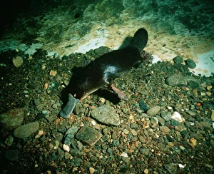 Duck-billed Platypus - foraging for food underwater Duck-billed Platypus - foraging for food underwater