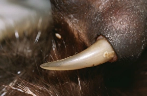 Duck-billed PLATYPUS - venomous spur on adult male Duck-billed PLATYPUS - venomous spur on adult male