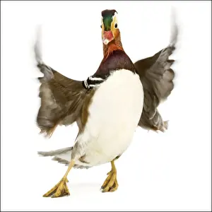 Studio Photography Of Ducks Prints: Duck - Mandarin - taking off. In studio