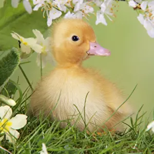 Baby Ducks Prints: Duckling. in spring set