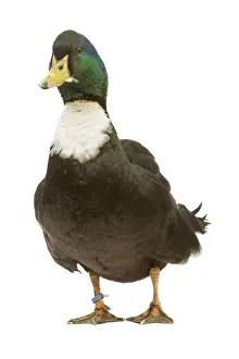 Framed Print : Duclair Duck Print, LA-4508 Framed Print : Duclair Duck Print, LA-4508