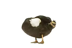 Duclair Duck Print