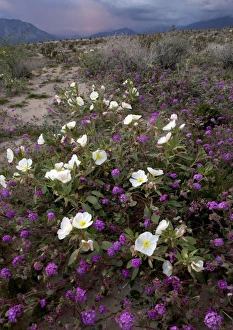 Dune Primrose - & Sand Verbena Dune Primrose - & Sand Verbena