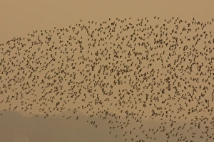 Dunlin - in flight - A large flock of dunlin stream past over the Exe estuary at sundown Dunlin - in flight - A large flock of dunlin stream past over the Exe estuary at sundown