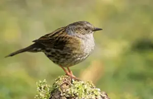Ardea Wildlife Prints: Dunnock