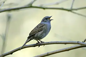 Prints of JD-19687 Dunnock singing from tree UK Prunella modularis John Daniels Please note that prints are for personal display purposes only and may not be reproduced in any way. Accentor Prints: Dunnock Singing from Tree Print, Prunella modularis