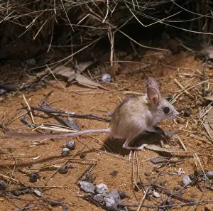 Rodent Species Pictures Prints: Dusky Hopping Mouse