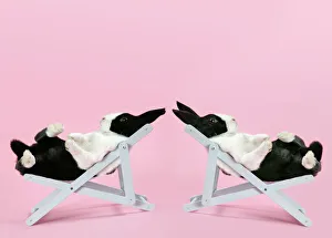 Two Dutch rabbits relaxing in deckchairs Two Dutch rabbits relaxing in deckchairs