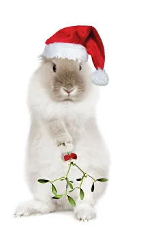 Dwarf Lion-head Rabbit - on hind legs wearing Christmas hat & holding mistletoe Dwarf Lion-head Rabbit - on hind legs wearing Christmas hat & holding mistletoe