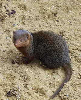 Wildlife Photography Artwork Prints: Dwarf Mongoose, E & C Africa