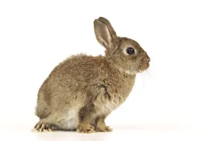 Personal Use Animal Prints: Dwarf Rabbit