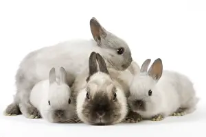 Dwarf Rabbit with Young Print