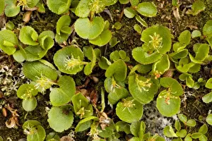 Close Up Plant Photography Prints: Dwarf Willow