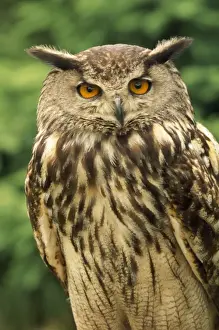 John Cancalosi Photos Prints: Eagle Owl