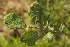 Eared Willow Print (Salix aurita) ROG-12085