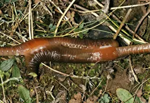 Earthworm Pair Mating Print