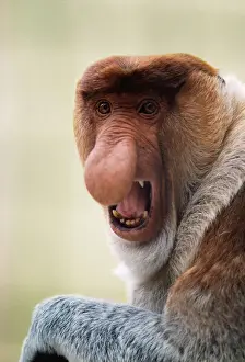 Prints of KF-4633 Proboscis / Long-nosed MONKEY E. Bornean Nasalis larvatus orientalis Kenneth W Fink Please note that prints are for personal display purposes only and may not be reproduced in any way Cricetidae Prints: East Bornean Proboscis Monkey Print