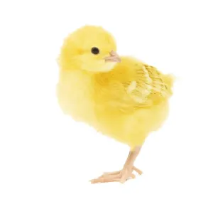 Easter Chicken Prints: Chicken - chick in studio