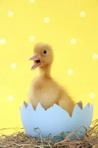 Easter Prints: Easter Duckling in Blue Eggshell Print - JD-20213-m