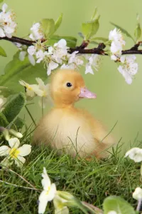 Cute Ducklings Prints: Duckling. in spring set