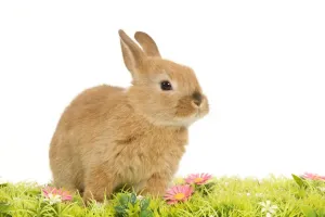 Pet Rabbits Prints: Dwarf Rabbit - in studio with flowers