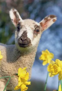 John Daniels Photographer Prints: Lamb - in daffodils