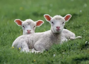 Farm Animal Images Prints: LAMBS - two lying down in field