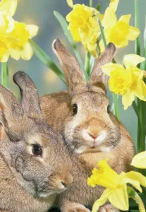 Easter Prints: Rabbits in Daffodils Print