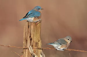 Images Dated 29th January 2010: Eastern Bluebird - male and female in winter. Connecticut in January. USA