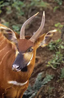 Kenyan Wildlife Photography Prints: Eastern Bongo Antelope