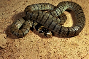 Eastern brown snake Eastern brown snake