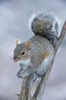 Eastern Gray Squirrel - on dead tree holding nuts Eastern Gray Squirrel - on dead tree holding nuts