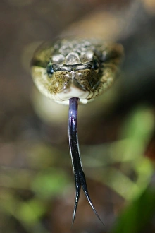 Eastern Hog-nosed Snake Eastern Hog-nosed Snake