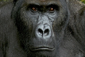 Eastern Lowland Gorilla - silverback portait Eastern Lowland Gorilla - silverback portait