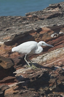 Eastern Reef Egret - white morph Eastern Reef Egret - white morph