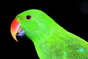Eclectus parrot - male, captive specimen Eclectus parrot - male, captive specimen