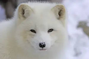 Eisfuchs
