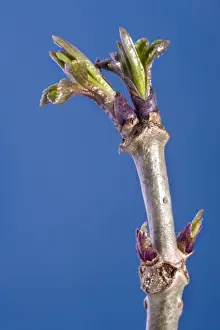 Tree Leaf Photography Prints: Elder Tree - bud