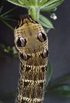 Wildlife Photography Artwork Prints: Elephant Hawk Moth - Larva