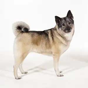 Personal Use Pet Photos Prints: Elkhound Dog