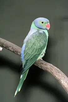 Wildlife Birds Photos Prints: Emerald Collared