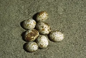 Prints of HDD-538 Emerald Lizard Eggs - hatching Lacerta viridis Hans D Dossenbach Please note that prints are for personal display purposes only and may not be reproduced in any way. Images Dated 2006 June: Emerald Lizard Eggs - hatching Print
