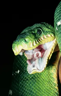 Prints of KEL-379 Emerald Tree Boa - Gaping Forest canopy, Peru, Brazil. Corallus caninus Ken Lucas Please note that prints are for personal display purposes only and may not be reproduced in any way Snake Prints: Emerald Tree Boa Print, Gaping Forest Canopy