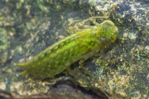 Emperor Dragonfly - Single nymph photographed hunting underwater Emperor Dragonfly - Single nymph photographed hunting underwater